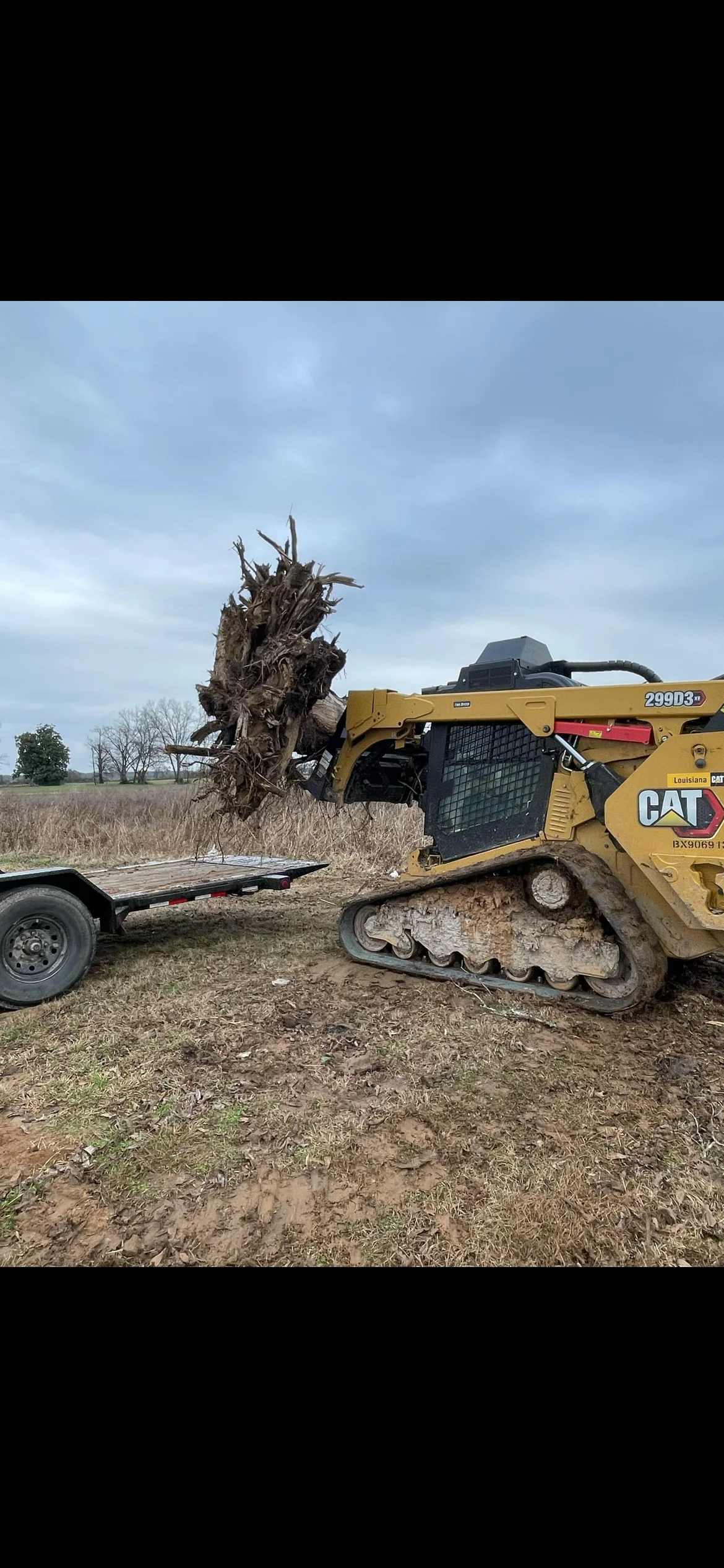CAT skid steer with root grapple removing large tree stump from cleared field