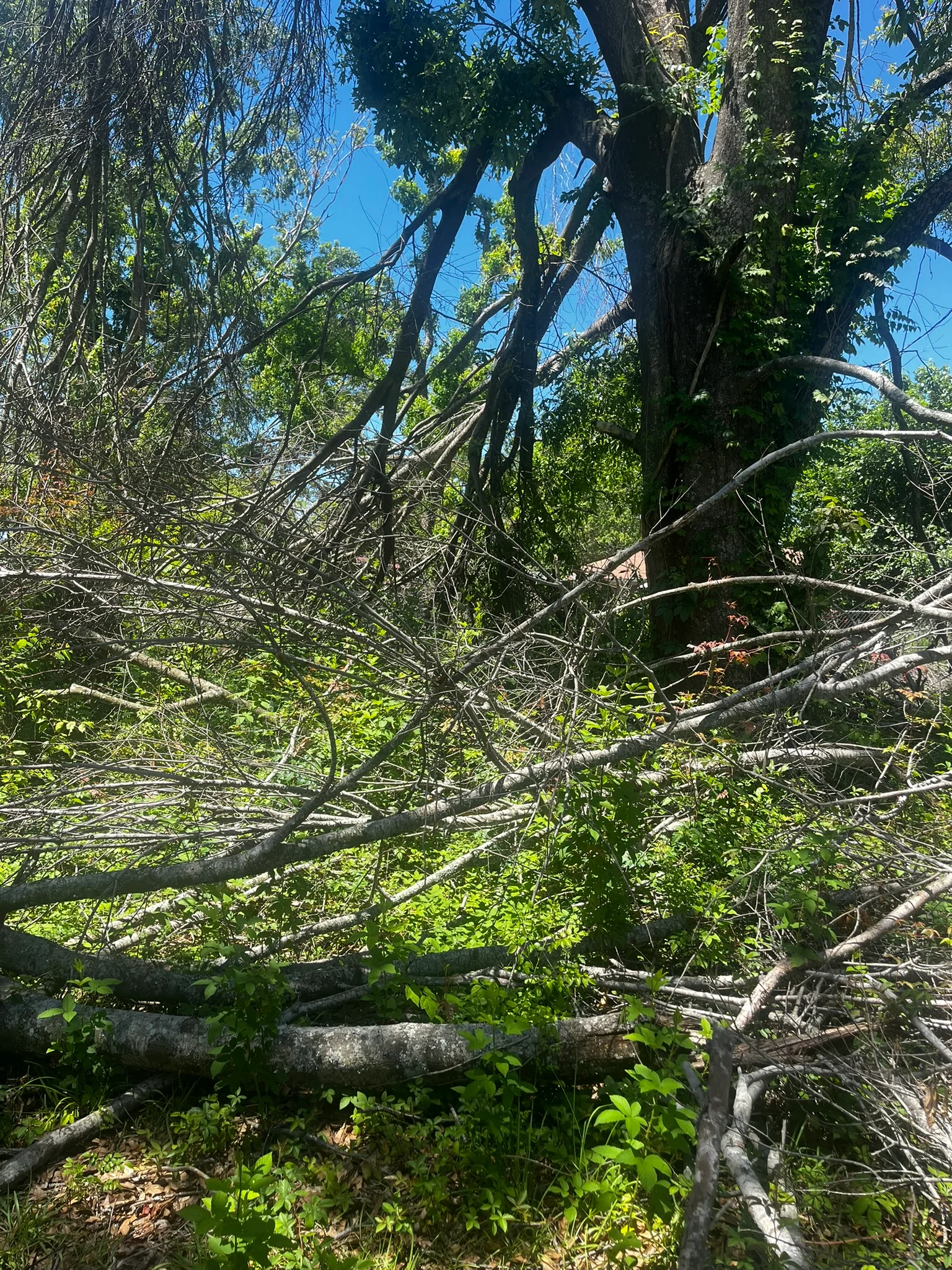 Cleared property with removed fallen trees, logs, and brush debris among remaining vegetation